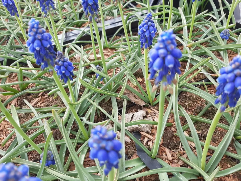 Hyacinthoïdes non-scripta Hyacinthoïdes non-scripta