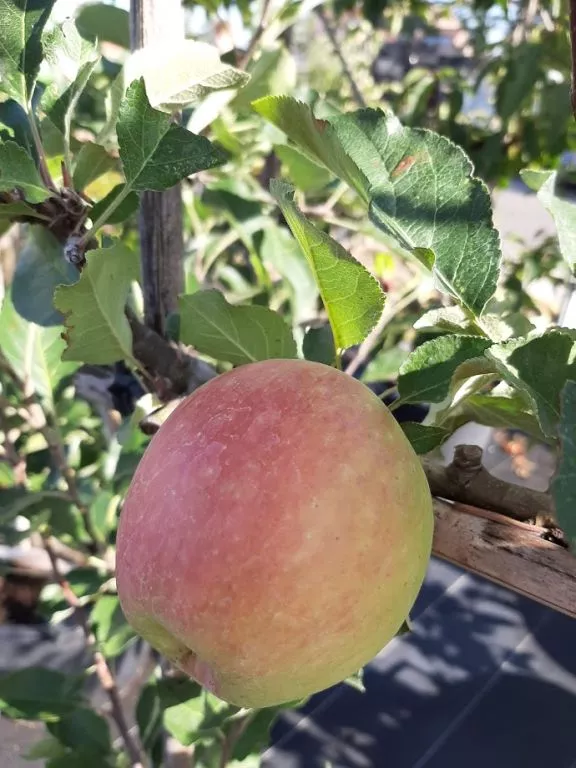 Malus domestica 'Jonagold' HT (bittenfelder)