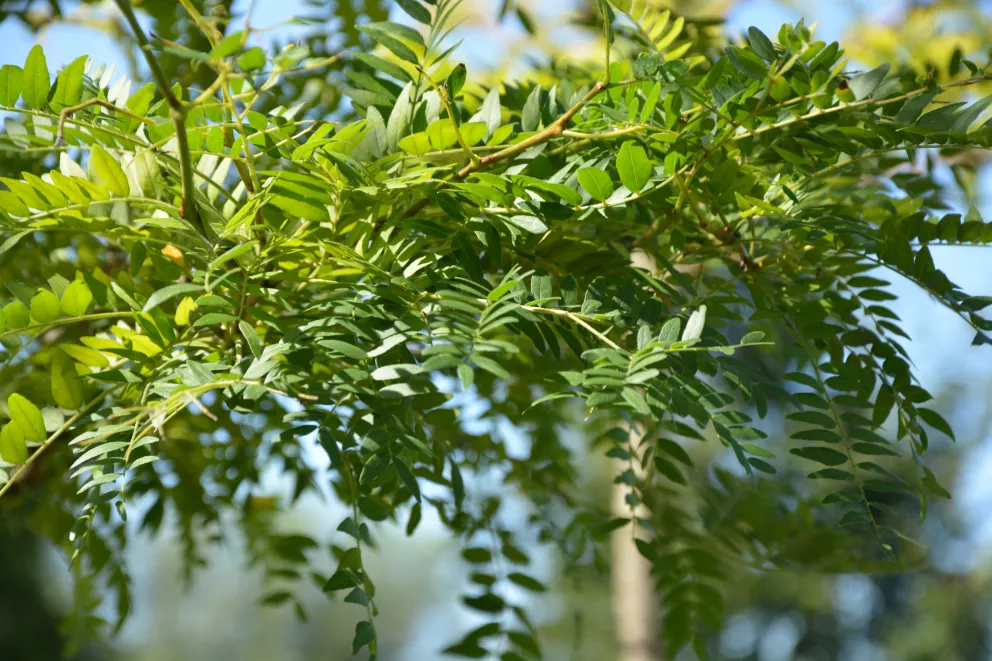 Gleditsia triacanthos 'Sunburst' HT