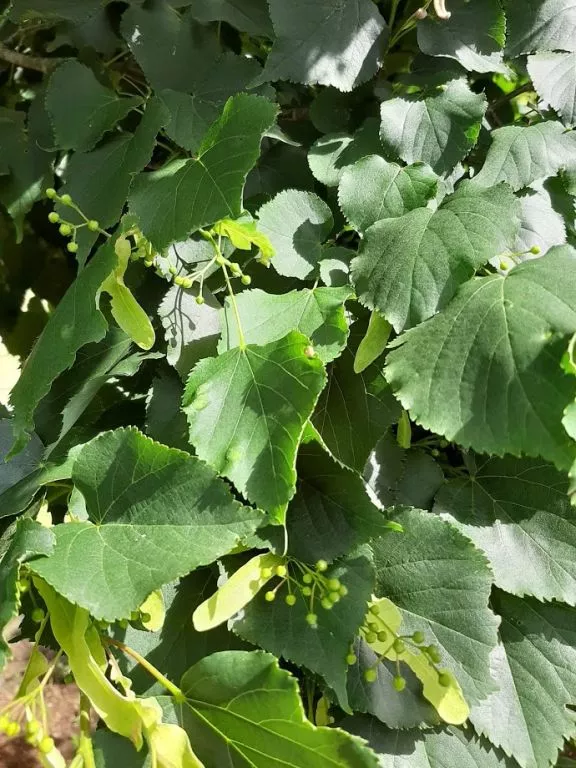 Tilia cordata HT