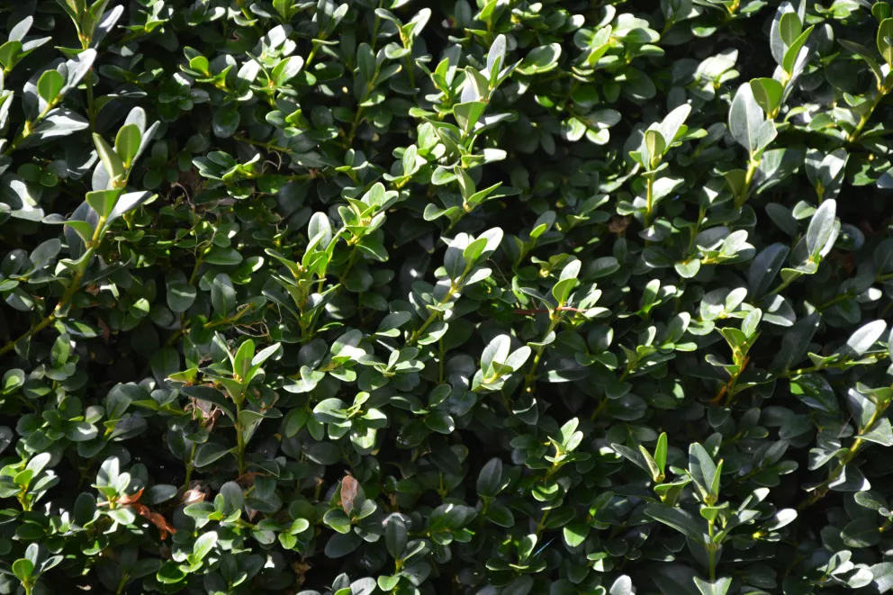 Buxus sempervirens