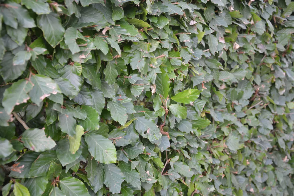 Fagus sylvatica