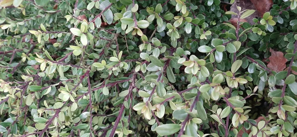 Ilex crenata 'Dark Green'