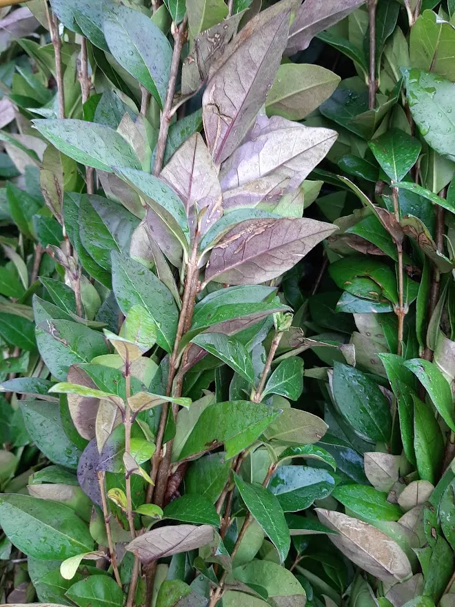 Ligustrum ovalifolium