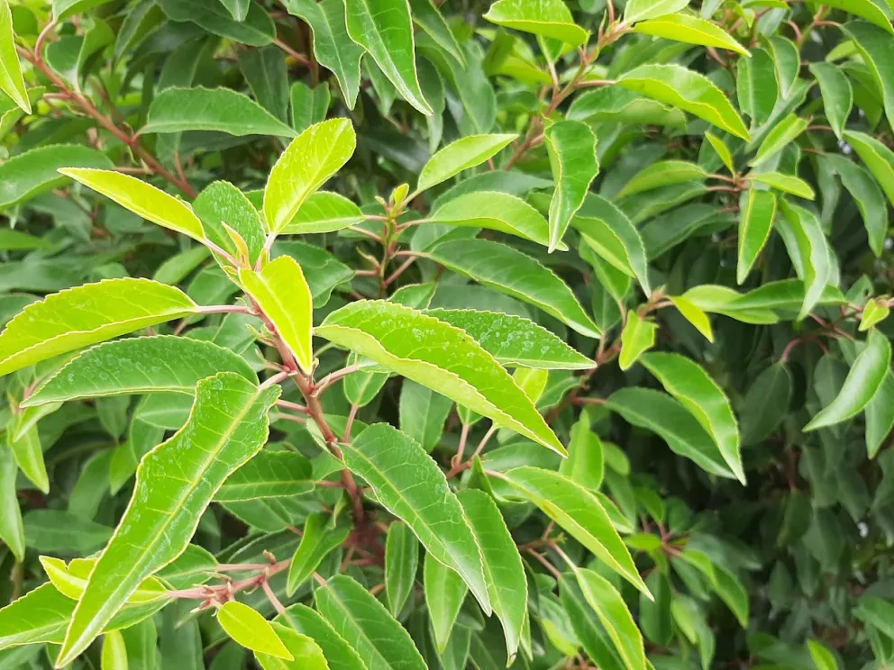 Prunus lusitanica 'Angustifolia' Prunus lusitanica 'Angustifolia'