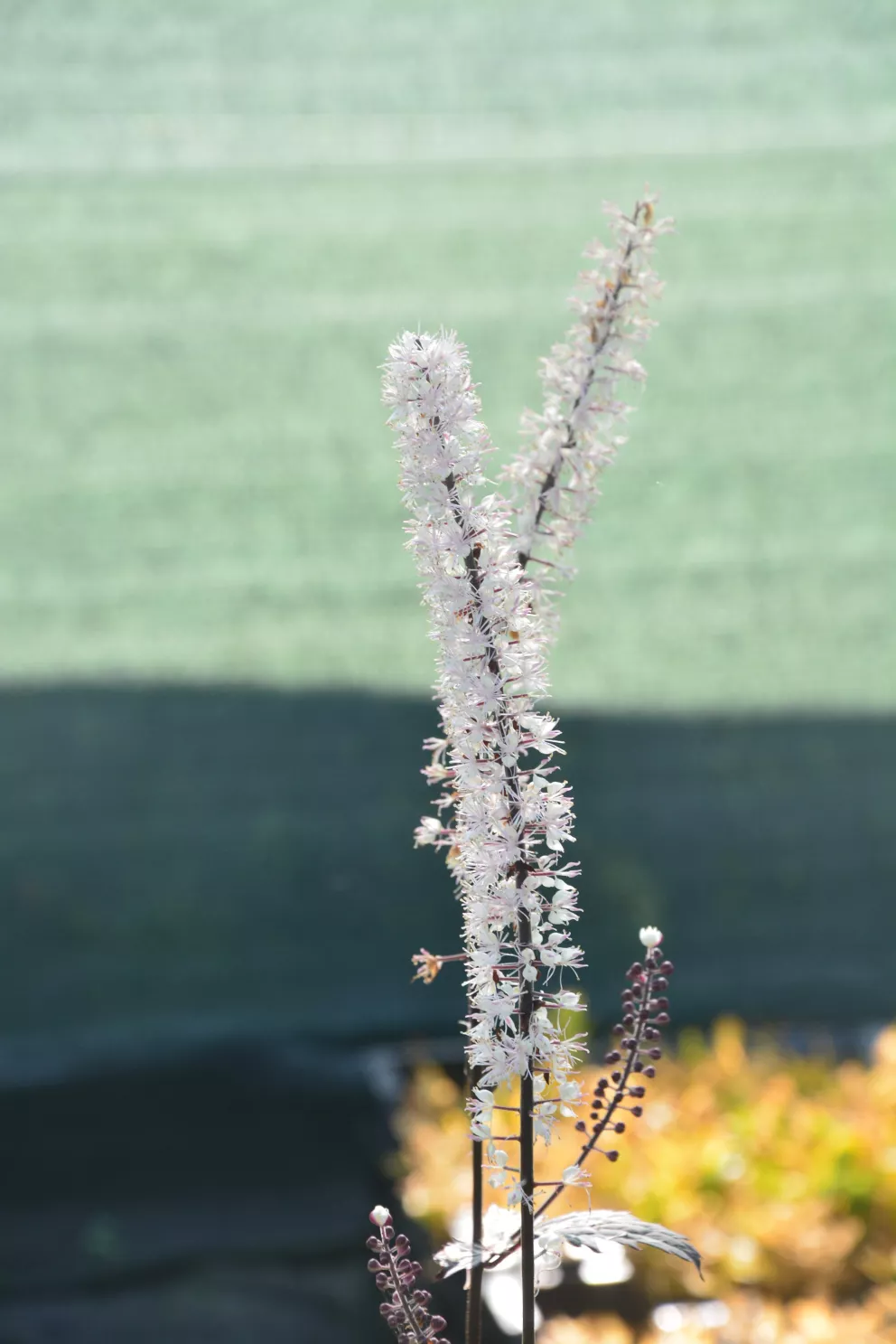 Actaea hybride 'Chocoholic'