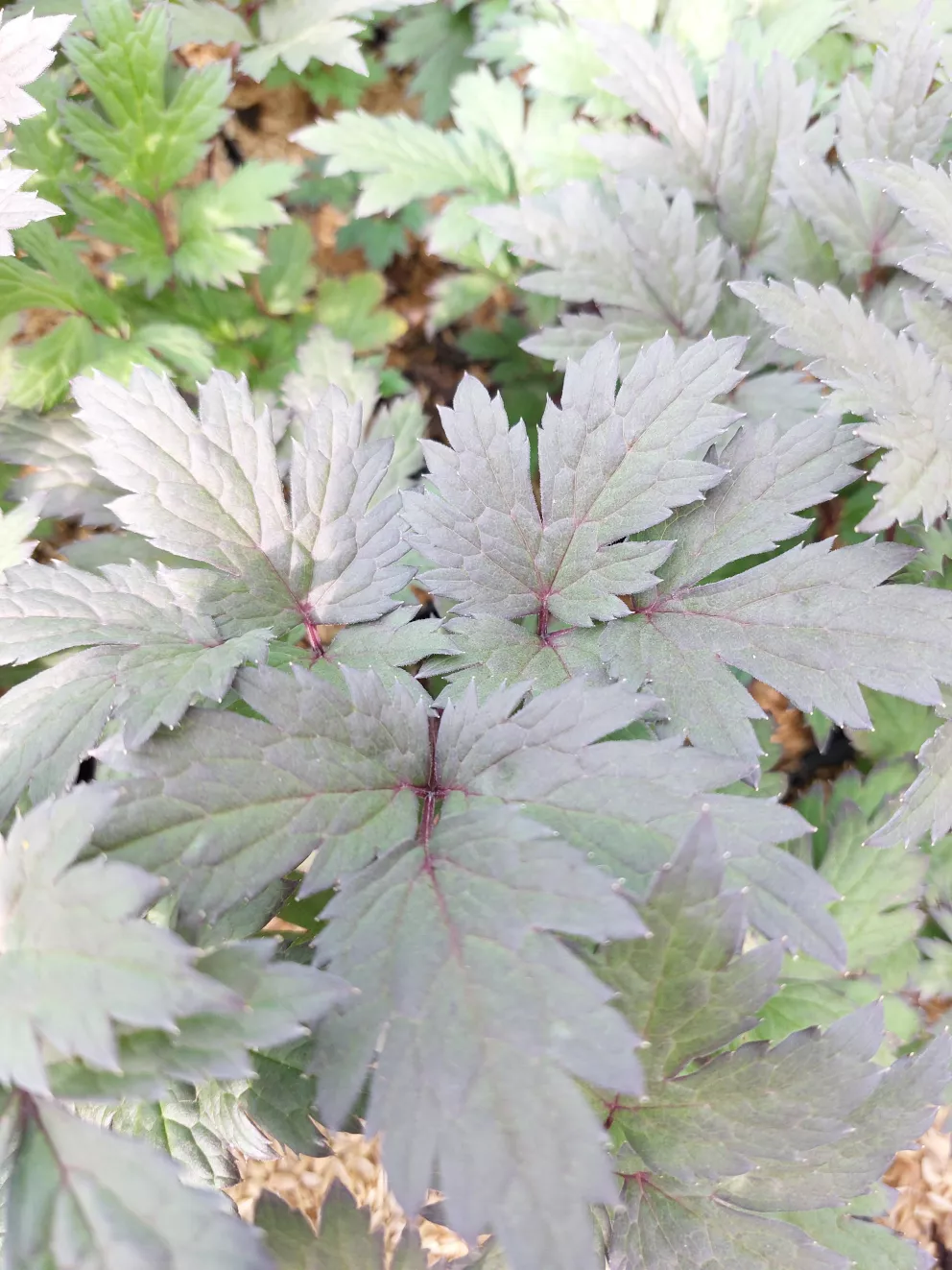 Actaea hybride 'Chocoholic'