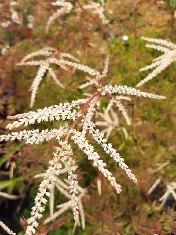 Aruncus dioicus 'Kneiffii'