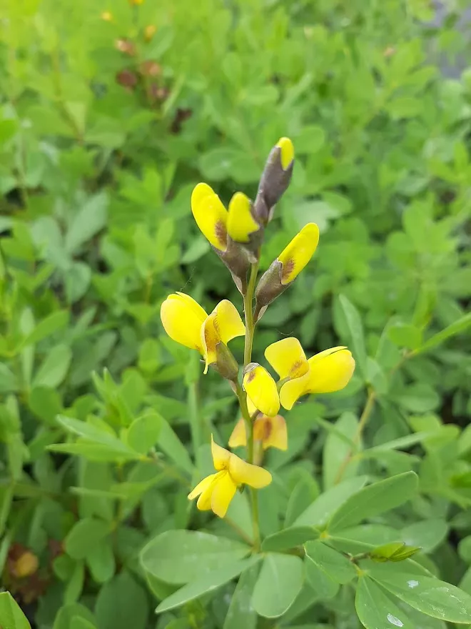 Baptisia australis 'Solar Flare'