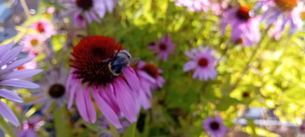 Echinacea pallida 'Hula Dancer'