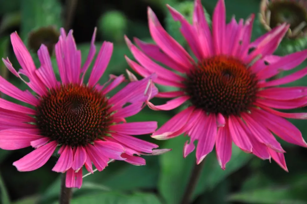 Echinacea purpurea 'Roho (Robin Hood) PBR