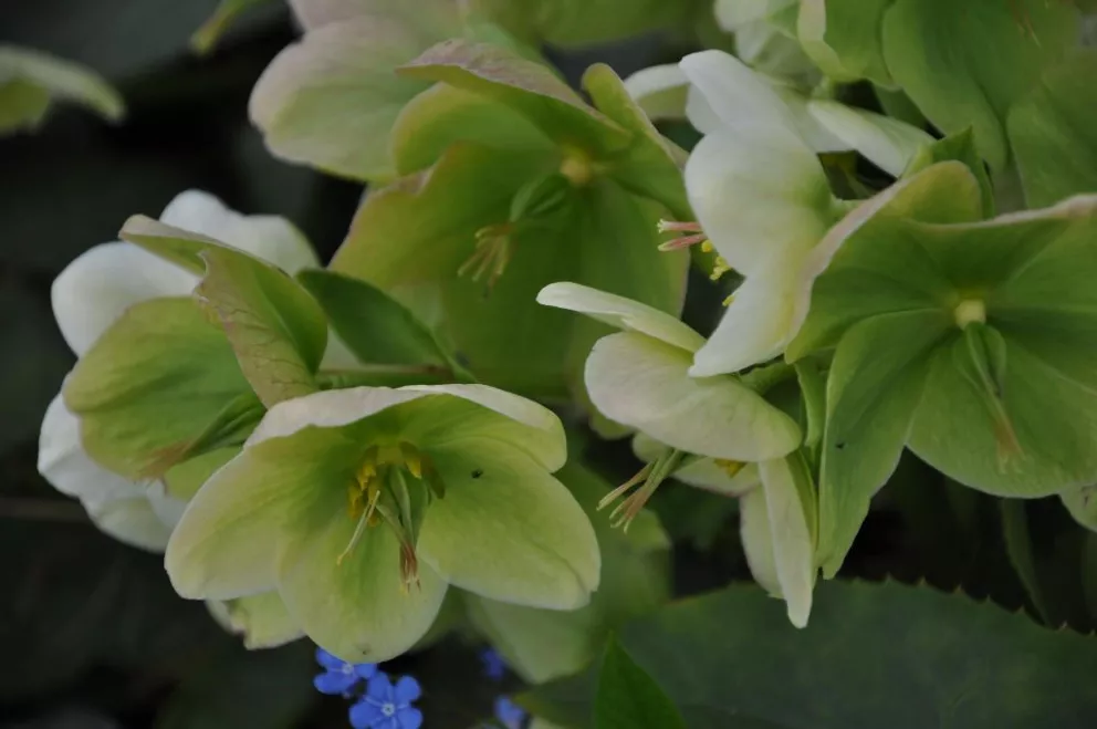 Helleborus nigercors 'Snow Love'(PBR) 