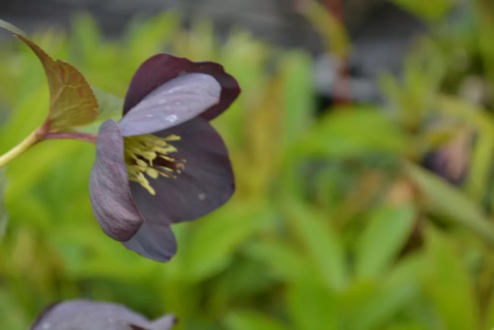 Helleborus orientalis 'Black'