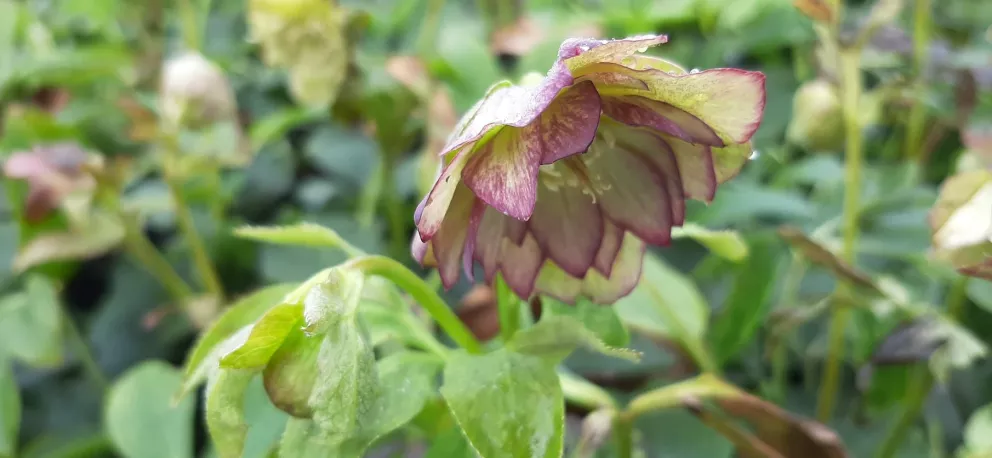 Helleborus orientalis 'Double Ellen Green'