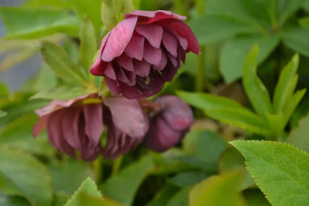 Helleborus orientalis 'Double Ellen Red'