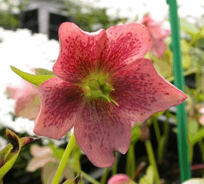 Helleborus orientalis 'Pretty Ellen Pink'