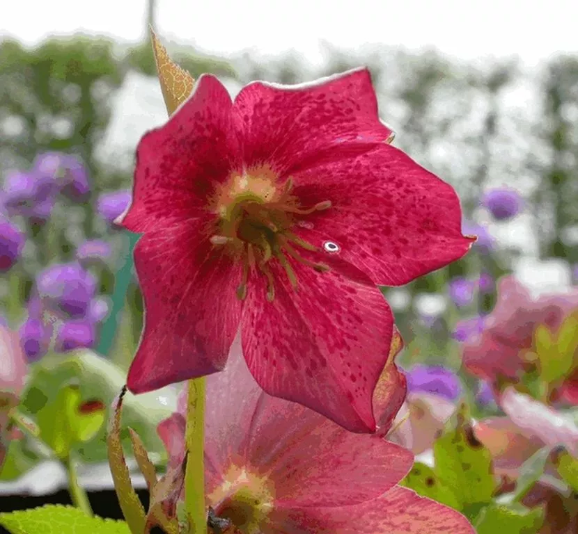 Helleborus orientalis 'Pretty Ellen Red'