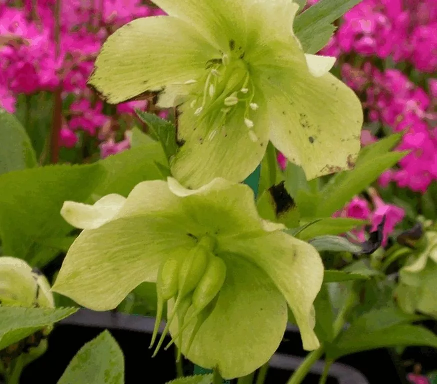 Helleborus orientalis 'Pretty Ellen White'