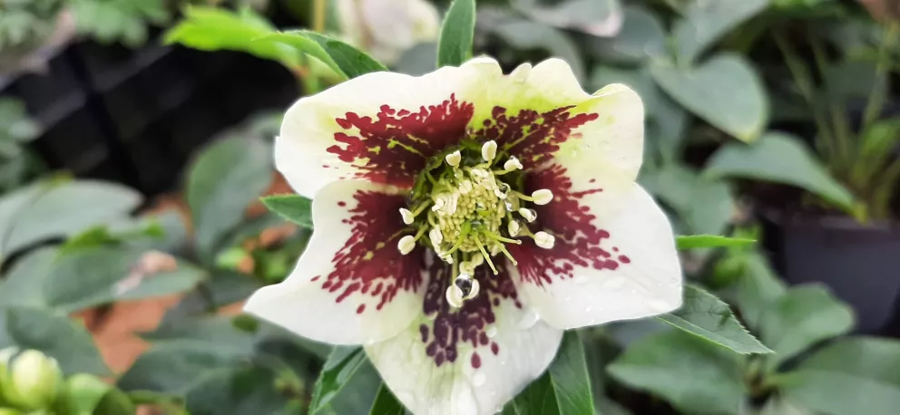 Helleborus orientalis 'Pretty Ellen White Spotted'