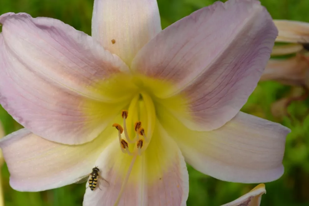 Hemerocallis hybride 'Catherine Woodbury'