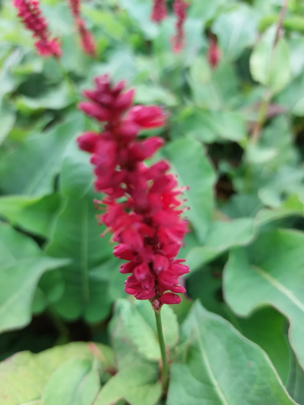 Persicaria amplexicaulis 'Blackfield' (PBR)
