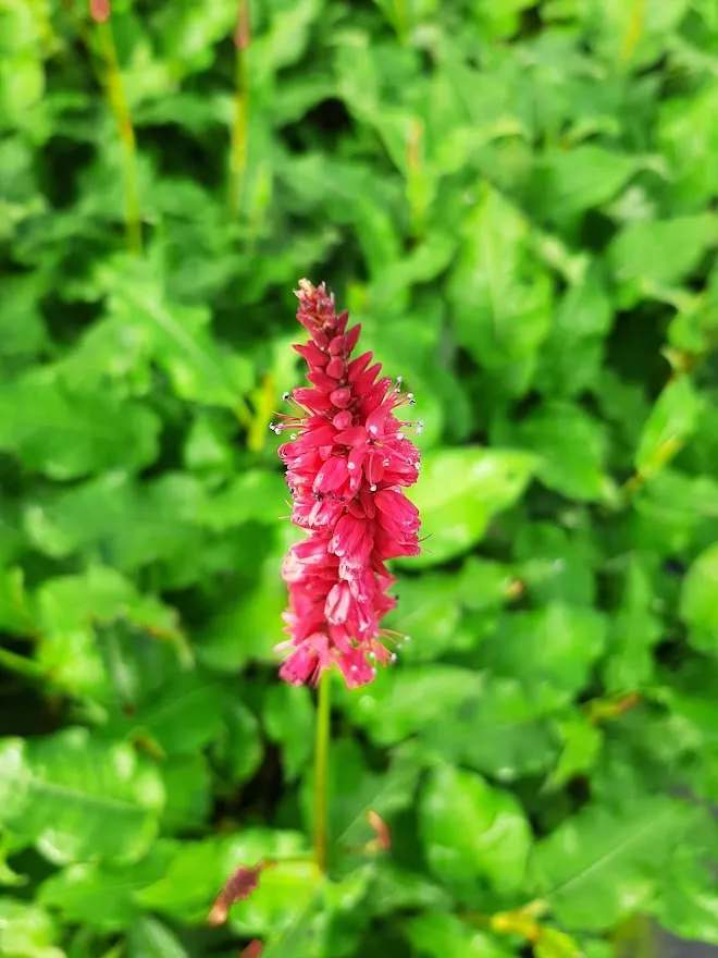 Persicaria amplexicaulis 'J.S. Calor' (PBR)