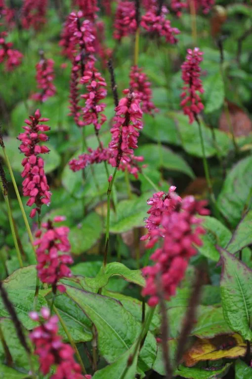 Persicaria amplexicaulis 'J.S. Caliente' (PBR)