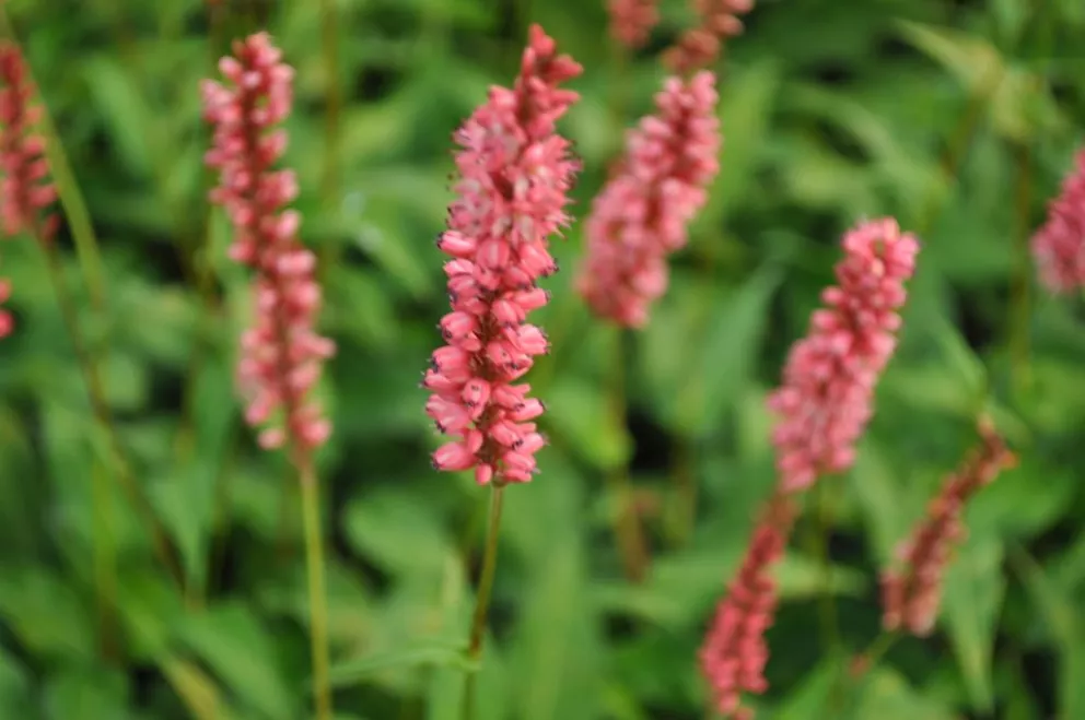 Persicaria amplexicaulis 'Orangofield' ® (syn. 'Orange Field')