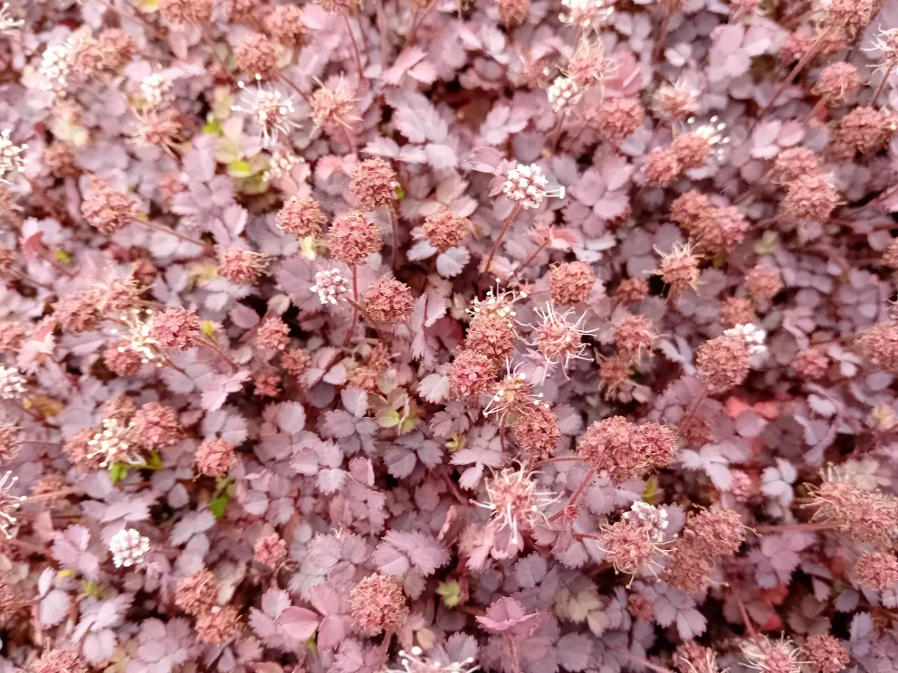 Acaena inermis 'Purpurea'