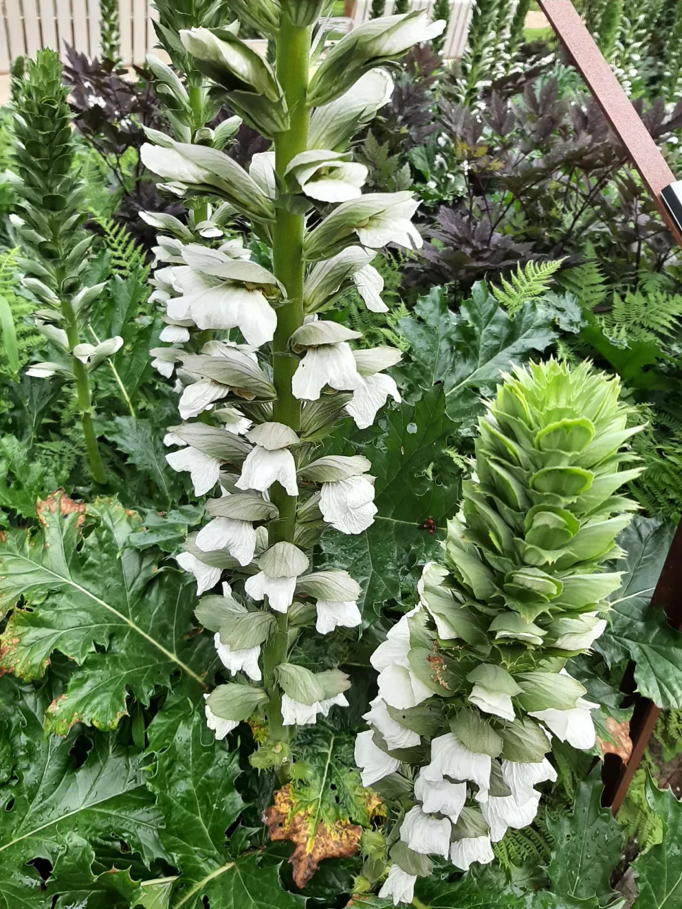 Acanthus mollis 'Rue Ledan'