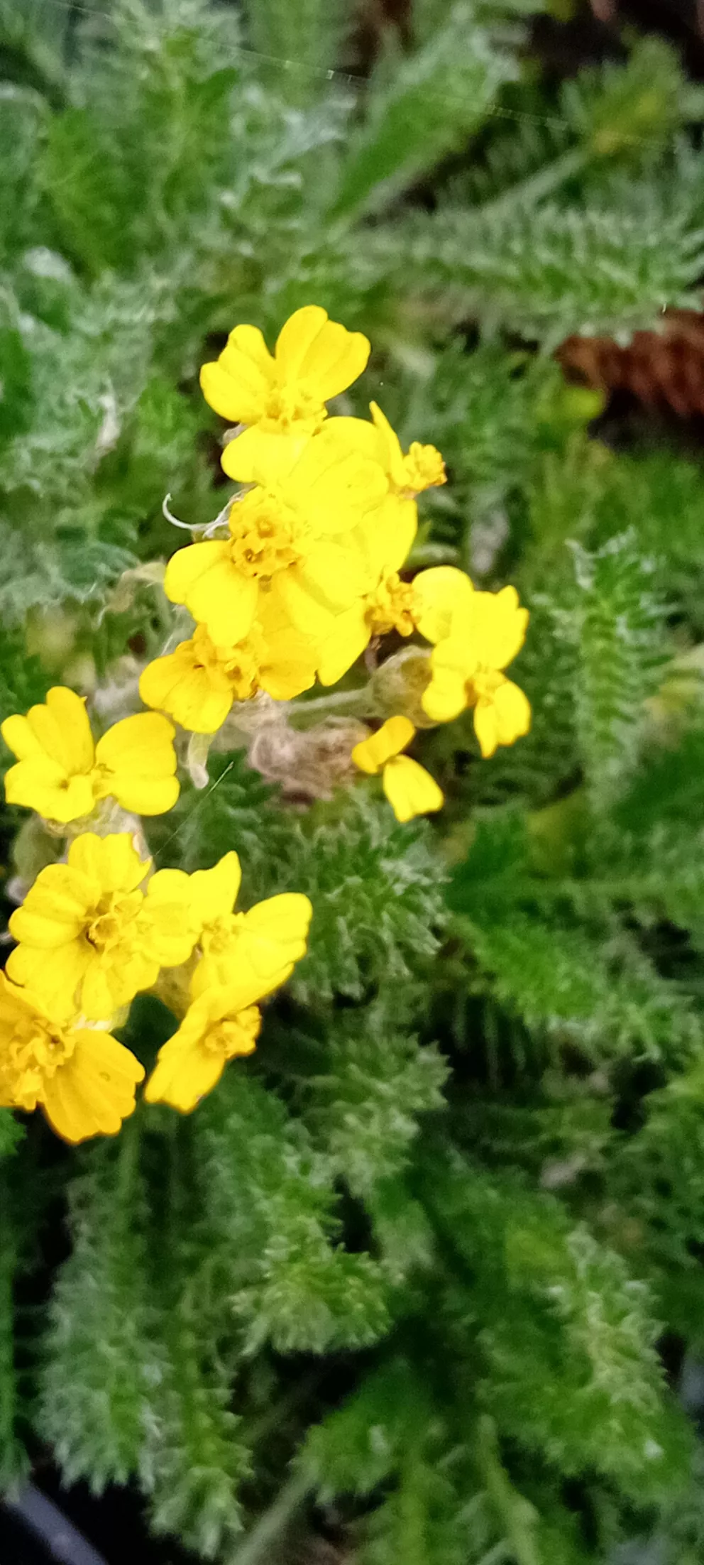 Achillea chrysocoma 'Grandiflora'