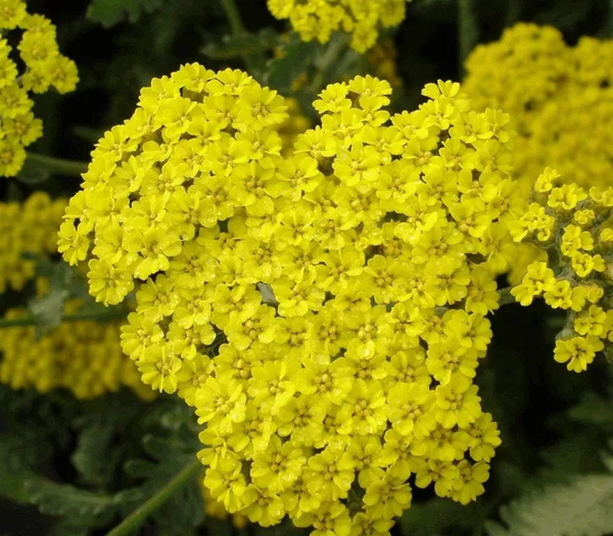 Achillea hybride 'Moonshine'