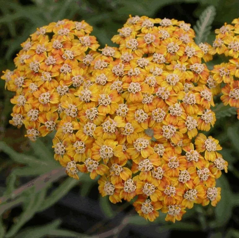 Achillea hybride 'Terracotta'