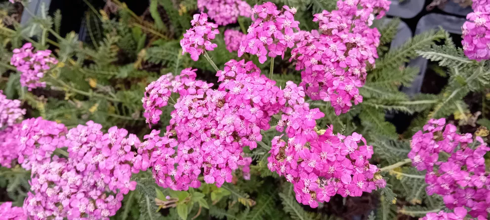 Achillea millefolium 'Heidi'