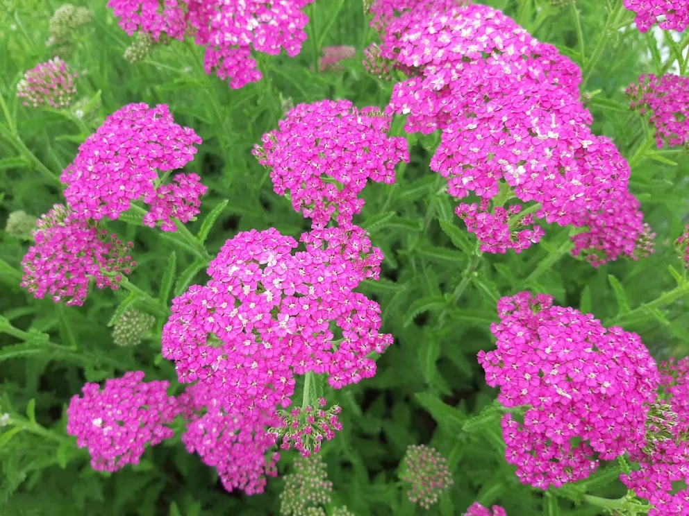 Achillea millefolium 'Pretty Belinda' ®