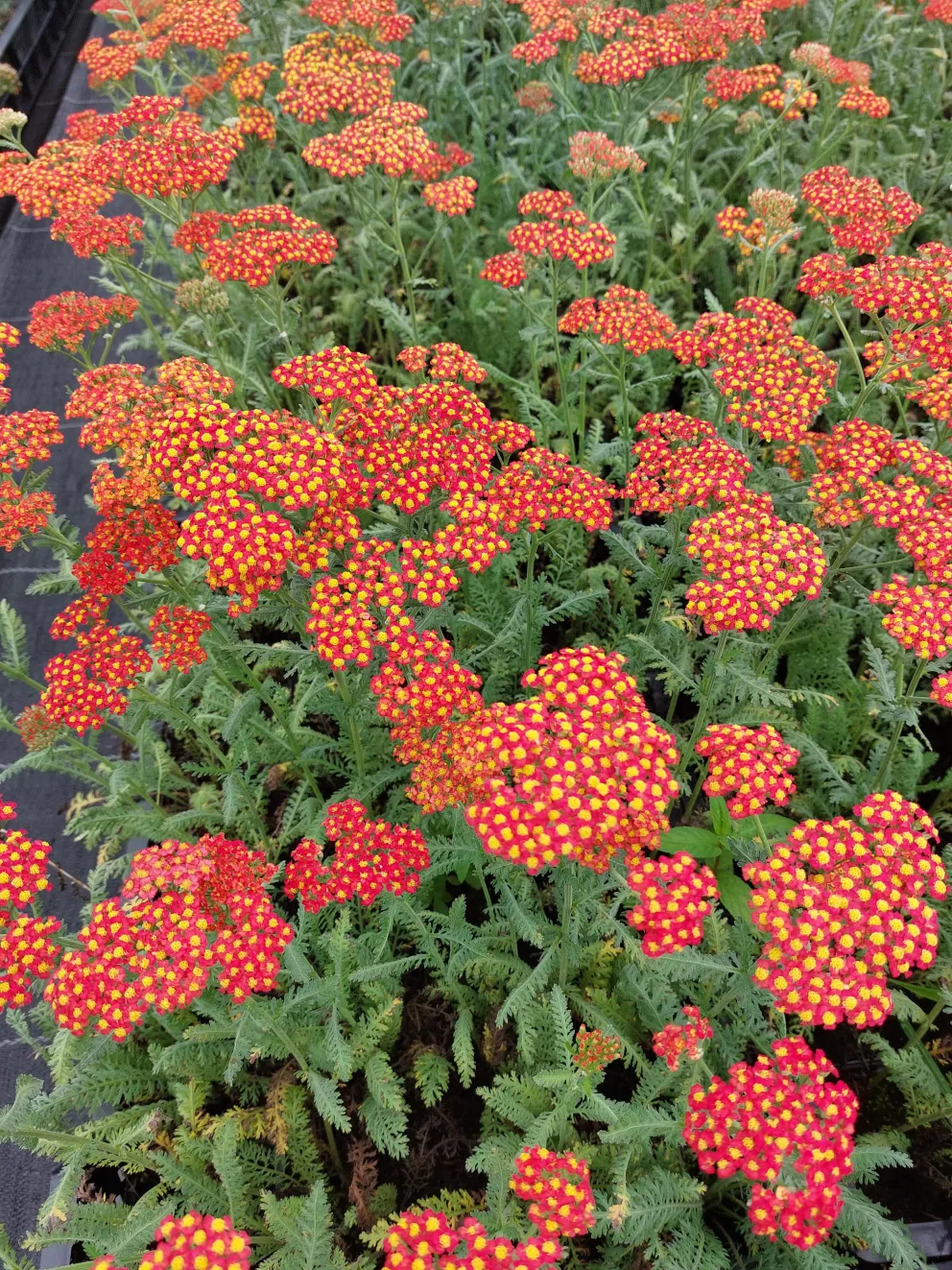 Achillea millefolium 'Safran'