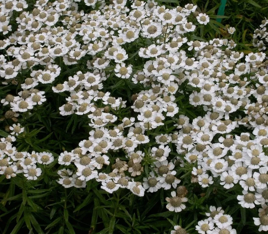 Achillea ptarmica 'Nana Compacta'