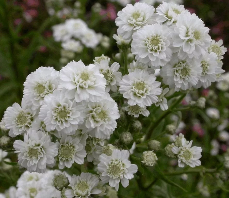 Achillea ptarmica 'Perry's White'
