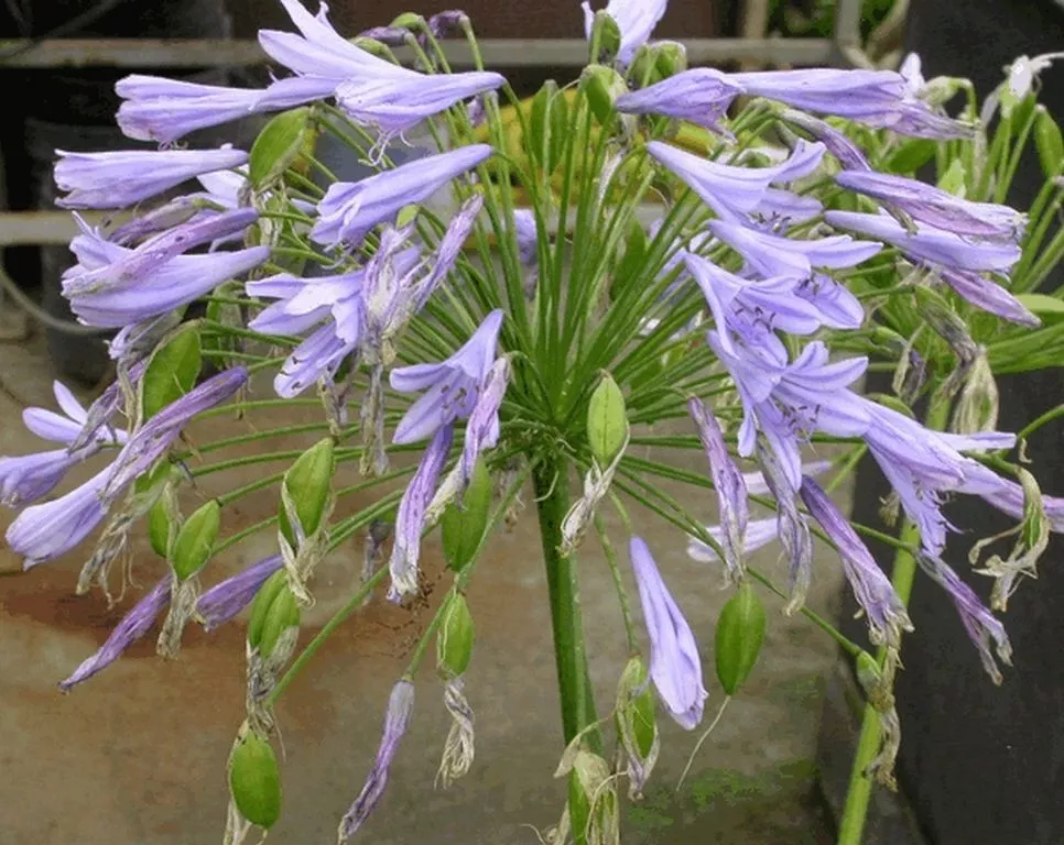 Agapanthus africanus