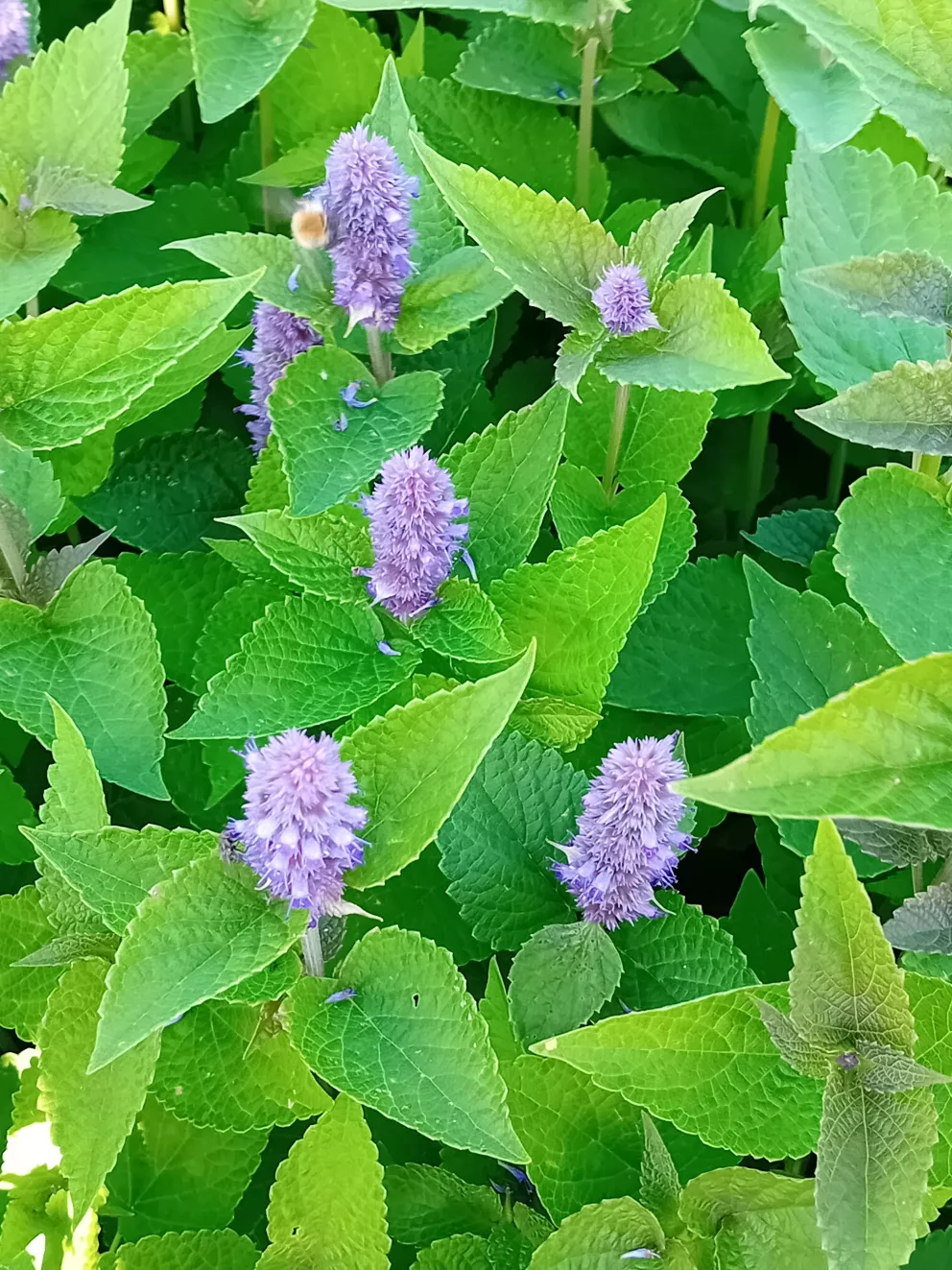 Agastache foeniculum