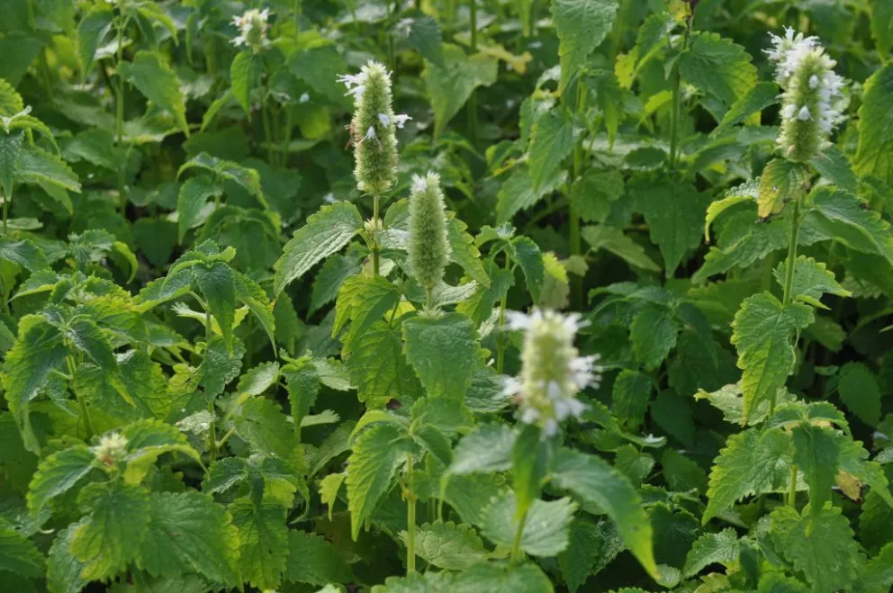 Agastache rugosum 'Alba' (Liquorice White)