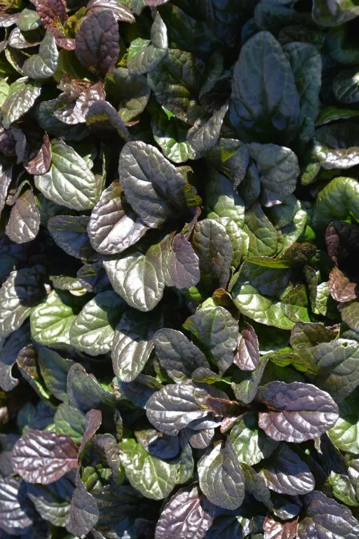 Ajuga reptans 'Mahogany'