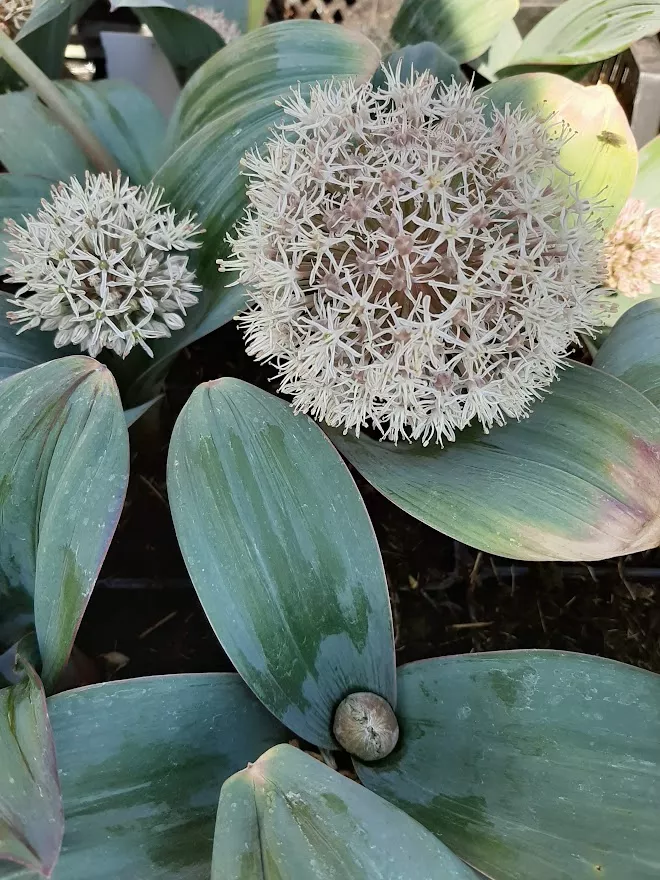 Allium karataviense P9