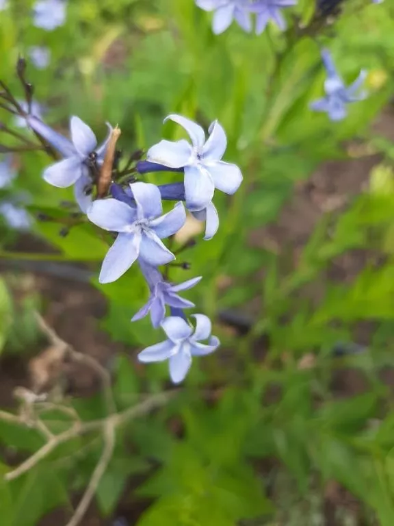 Amsonia hybride 'Blue Ice' Amsonia hybride 'Blue Ice'