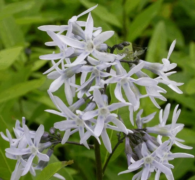 Amsonia tabernaemontana Amsonia tabernaemontana