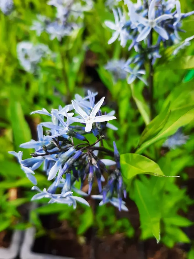Amsonia tabernaemontana salicifolia Amsonia tabernaemontana salicifolia