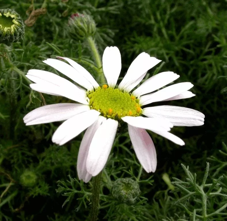 Anacyclus pyrethrum var depressus