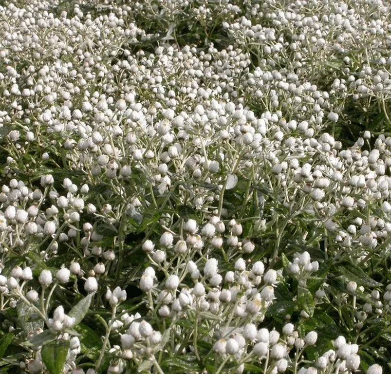 Anaphalis triplinervis Anaphalis triplinervis