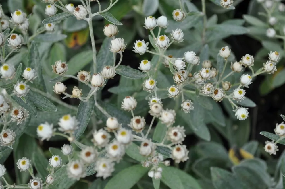Anaphalis triplinervis 'Silberregen' Anaphalis triplinervis 'Silberregen'