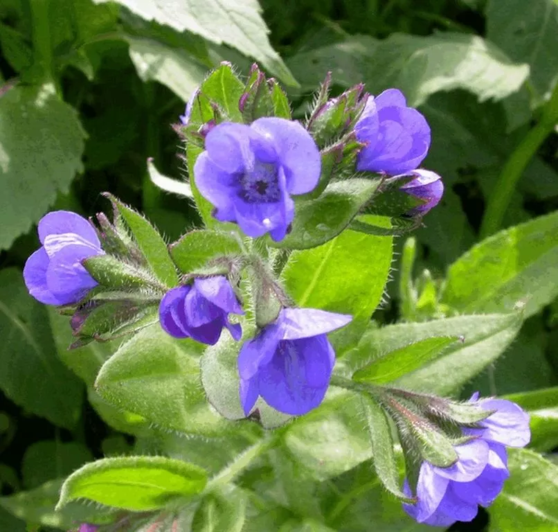 Anchusa azurea 'Dropmore'